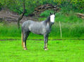 cara blanca