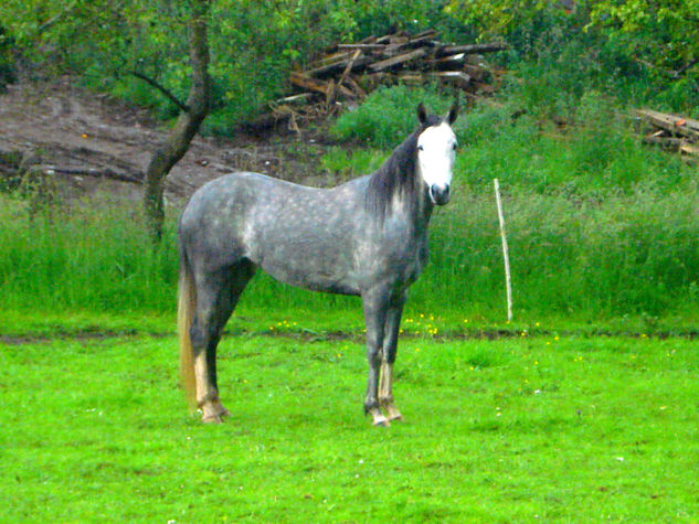 cara blanca 