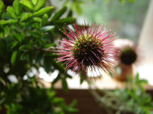 flor de ñire