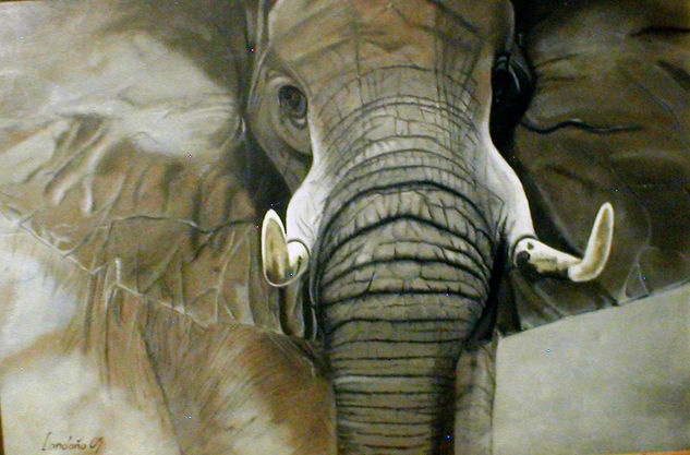 Africa ,elefante Óleo Lienzo