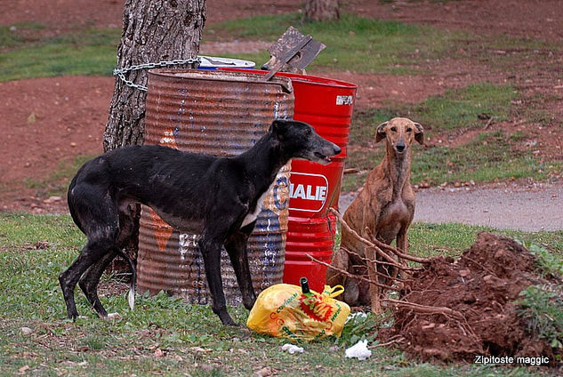 ABANDONADOS 