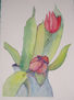 tulipanes