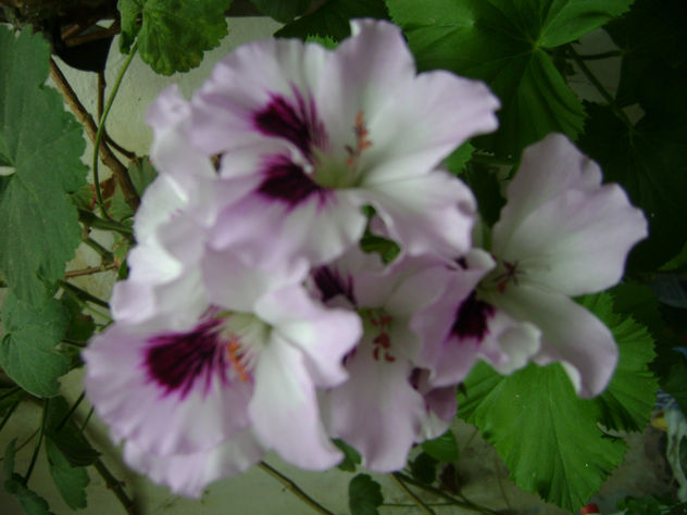 "COMBINACIÓN DE COLORES"