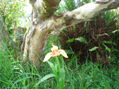 Una flor en el silencio