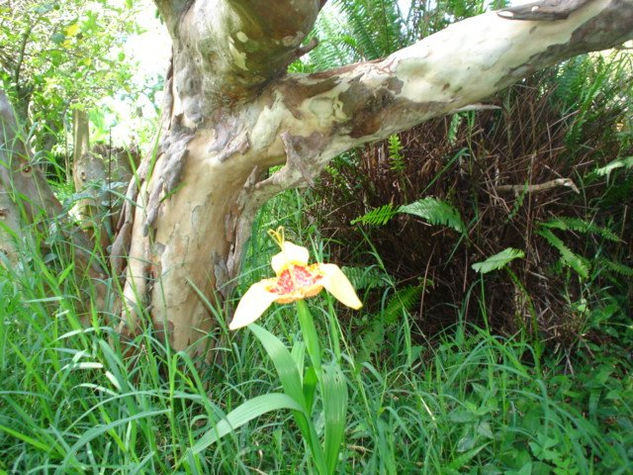 Una flor en el silencio 