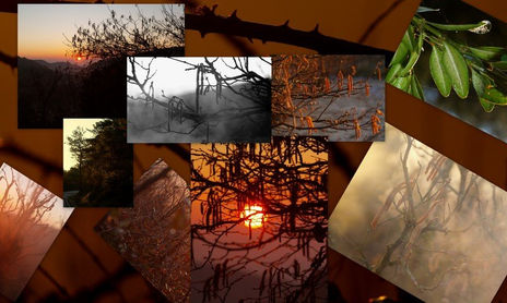 collage