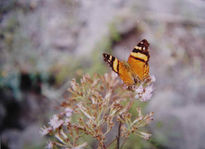 Mariposa