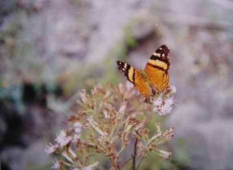 Mariposa