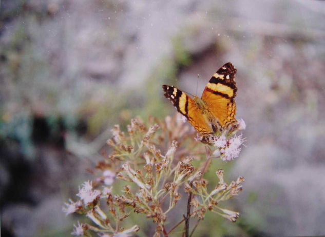 MARIPOSA Naturaleza Color (Química)