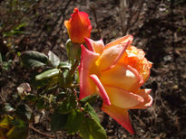 Rosa melocoton