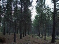 Pinos