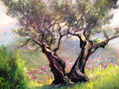 OLIVO EN PRIMAVERA