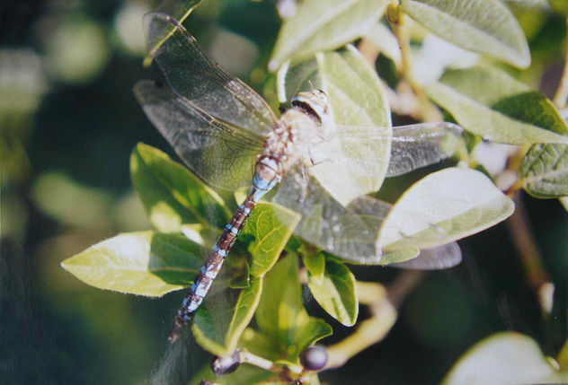 LIBELULA 3