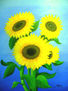 GIRASOLES