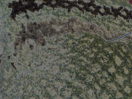 Red inconclusa