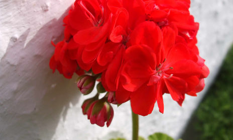 Flores