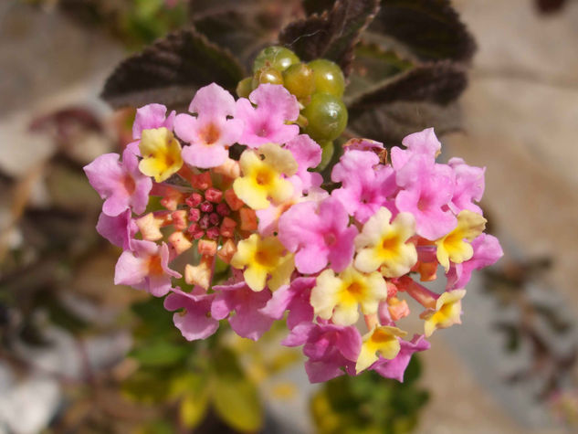 lantana rosa y amarilla Nature Color (Digital)