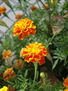 tagetes