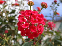 Lantana roja