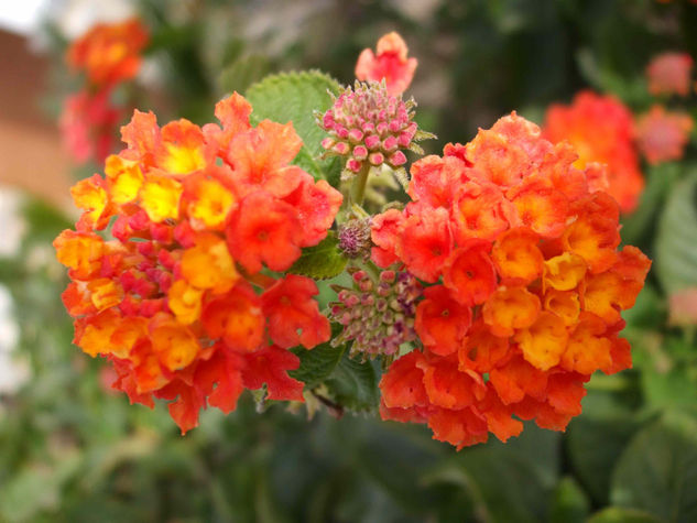 lantanas Naturaleza Color (Digital)