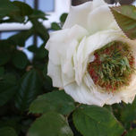 Flores thumbnail 2