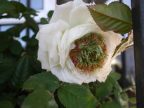 Rosa blanca