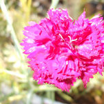 Flores thumbnail 1