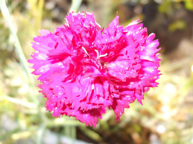 clavel rosa