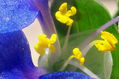 flor de la vereda
