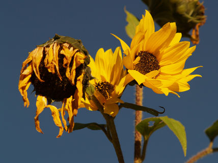 Yellow family