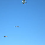naturaleza thumbnail 1