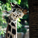 animales thumbnail 1