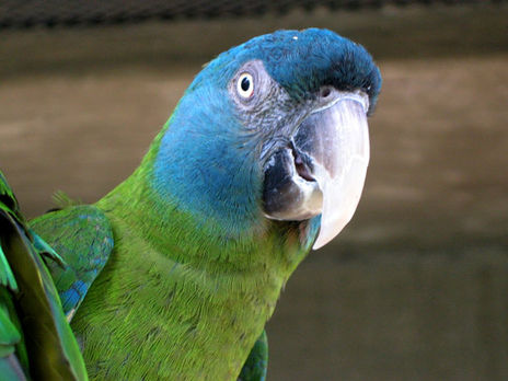 Loro