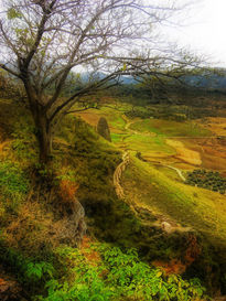 Arbol con vistas