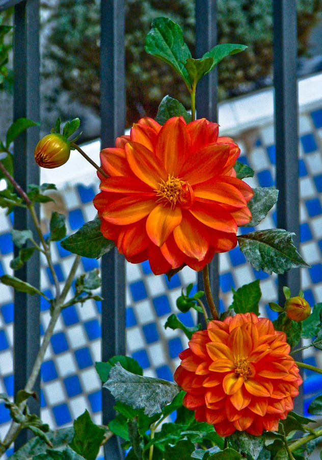 flores sobre azul y blanco