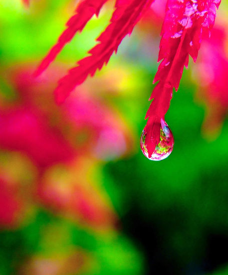 lluvia en rojo 