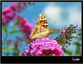 MARIPOSA VI