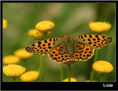 MARIPOSA VII