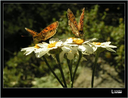 Mariposa iv