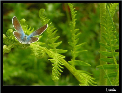 Mariposa v