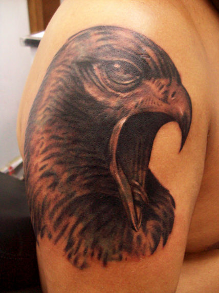 Cover up eagle