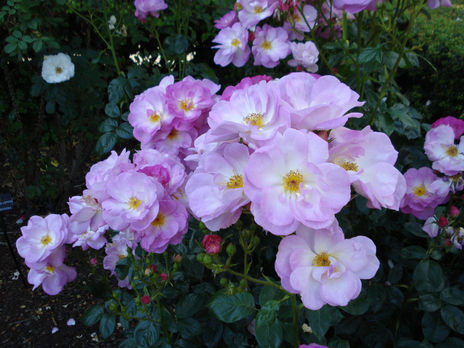 Florecillas