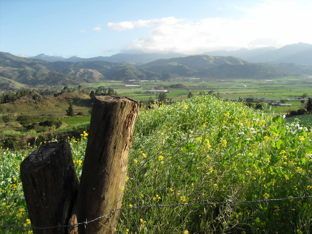 TRONCO Y FLORES