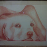 Animales thumbnail 2