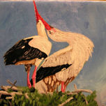 pinturas aves thumbnail 1