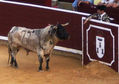 Feria taurina de Albacete 2009