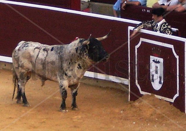 Feria taurina de Albacete 2009 Photojournalism and Documentary Color (Digital)