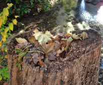 Altar de la Naturaleza