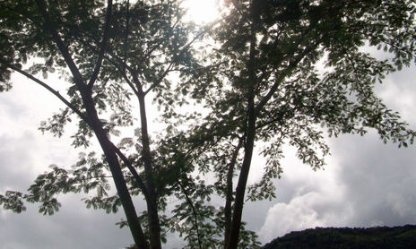 Empezaré