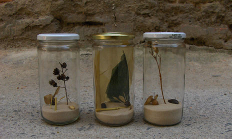 bicheríos